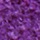 紫色/PURPLE